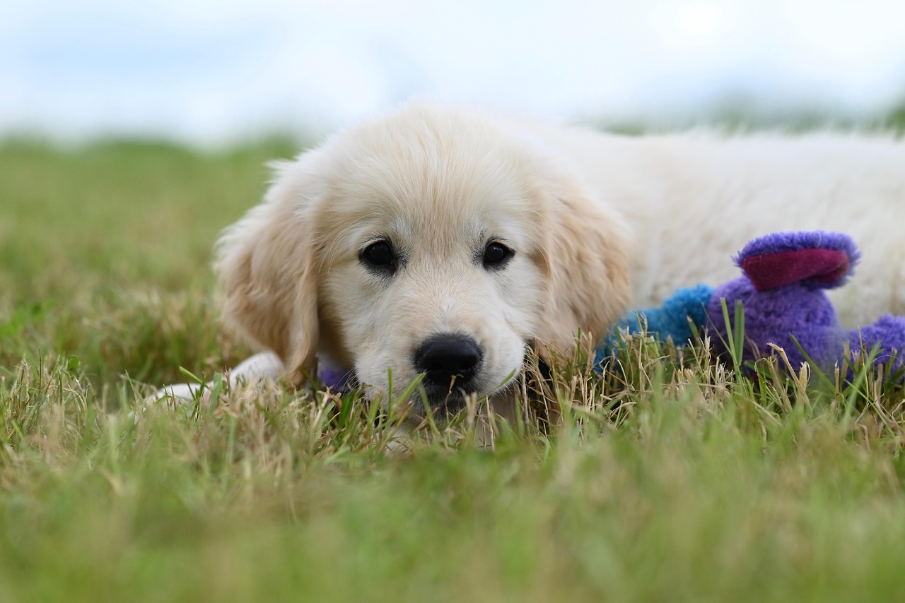 dog, puppy, canine, mammal, cute, pet, nature, animal, golden retriever vyctorio, chien